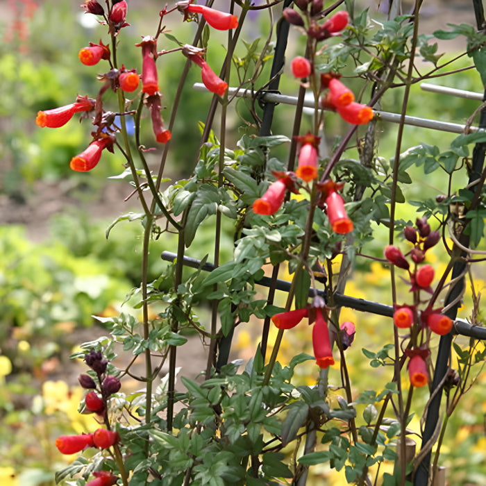 Tropical Glory Vine Seeds