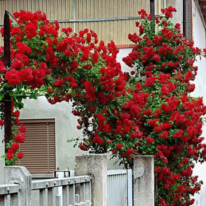 Climbing Rose Bush Vine Flower Seeds