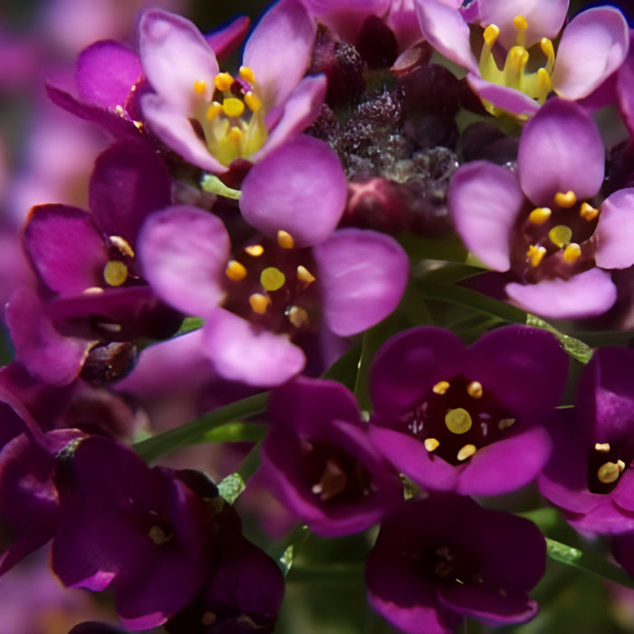 Easter Bonnet Alyssum Flower Seeds