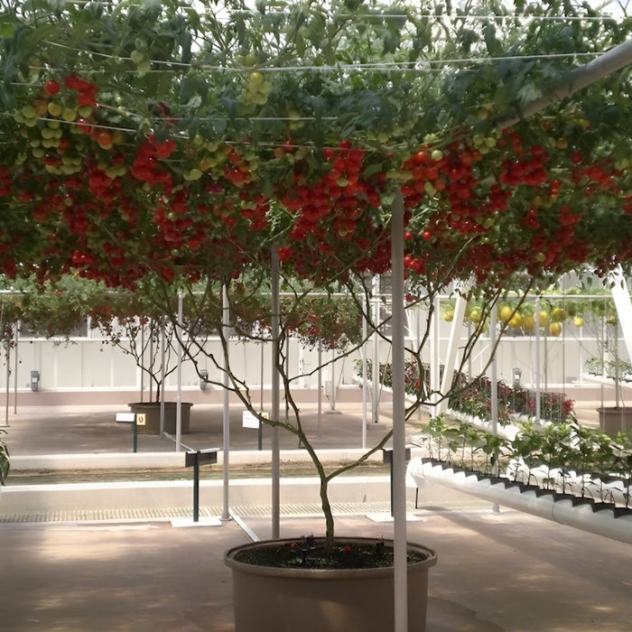 Tomato Tree Seeds