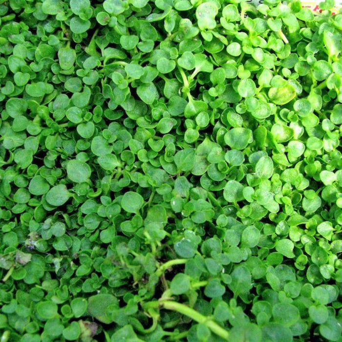 Mentha Requienii Seeds