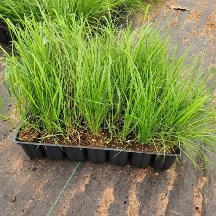 Ruby Silk Lovegrass Seeds