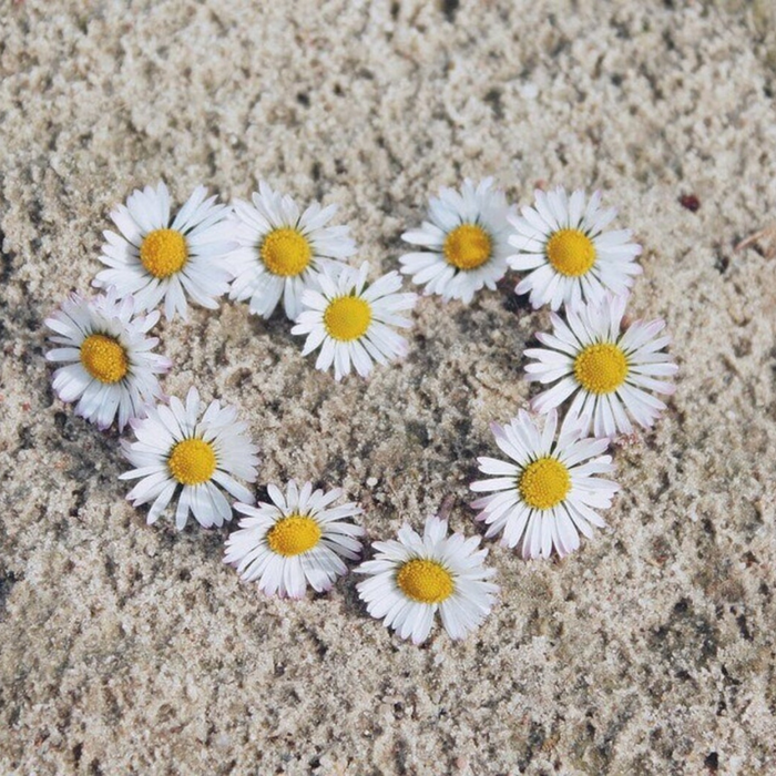 Swan River Daisy Flower Seeds