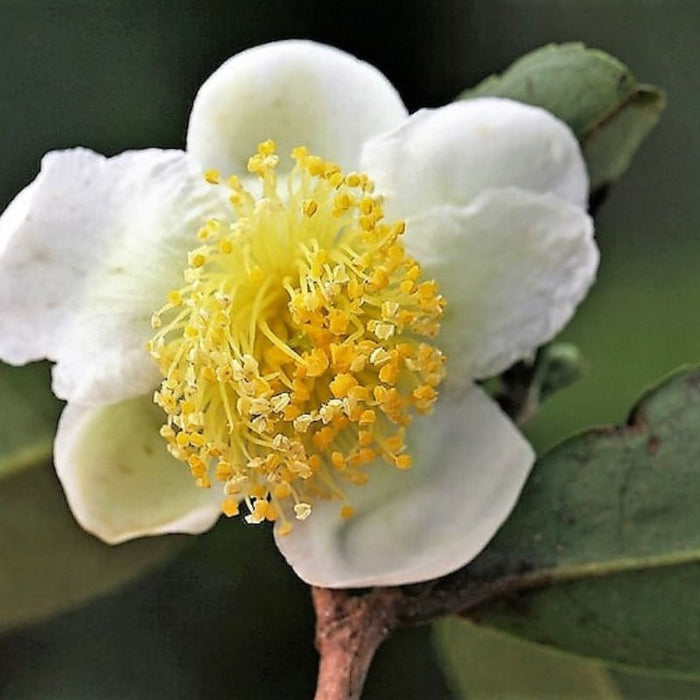 Camellia Sinensis Seeds