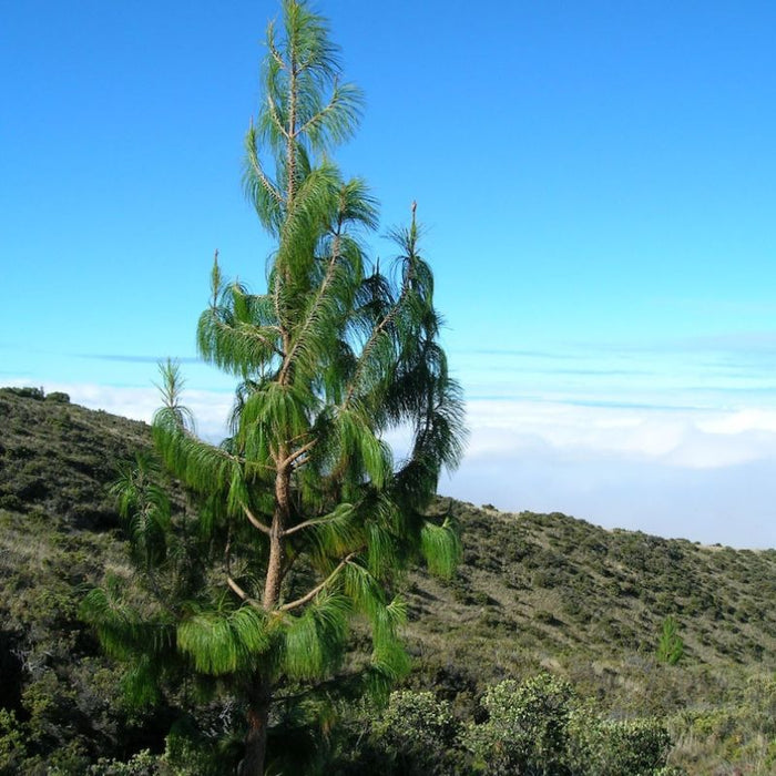 Weeping Pine Tree Seeds