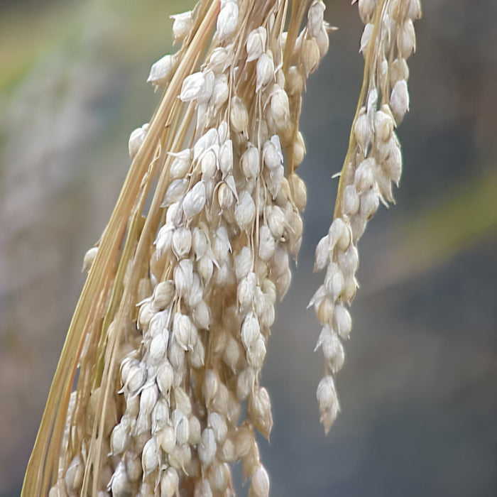 Ornamental White Millet Seeds