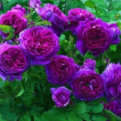 100 Piece Climbing Rose Seeds