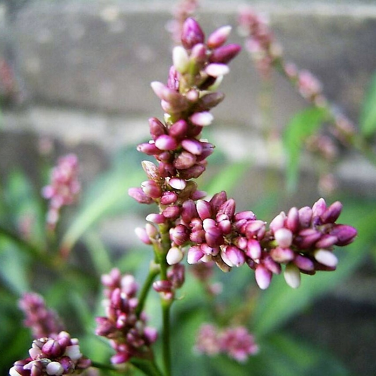 Pinkweed Flower Herb Seeds