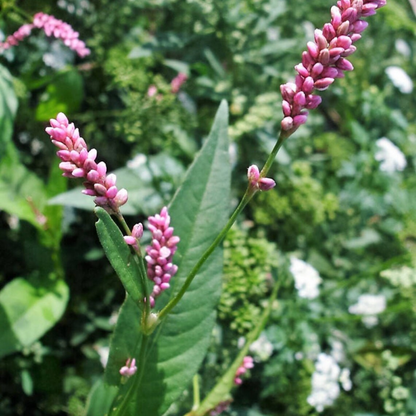 Pinkweed Flower Herb Seeds