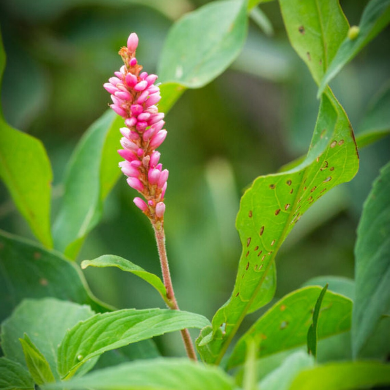 Pinkweed Flower Herb Seeds