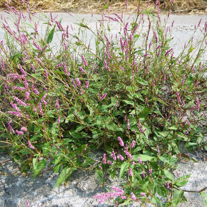 Pinkweed Flower Herb Seeds