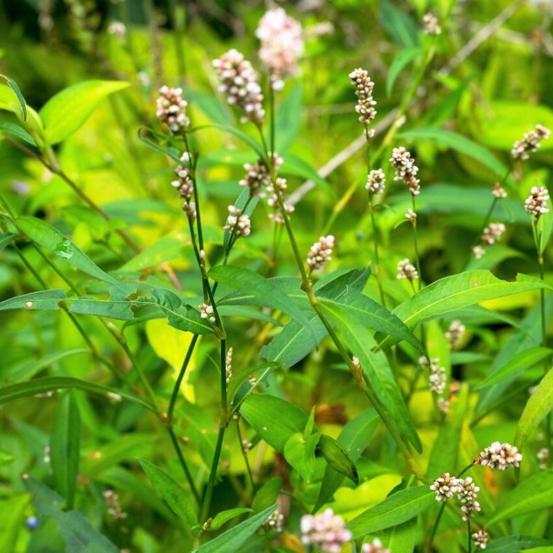 Pinkweed Flower Herb Seeds