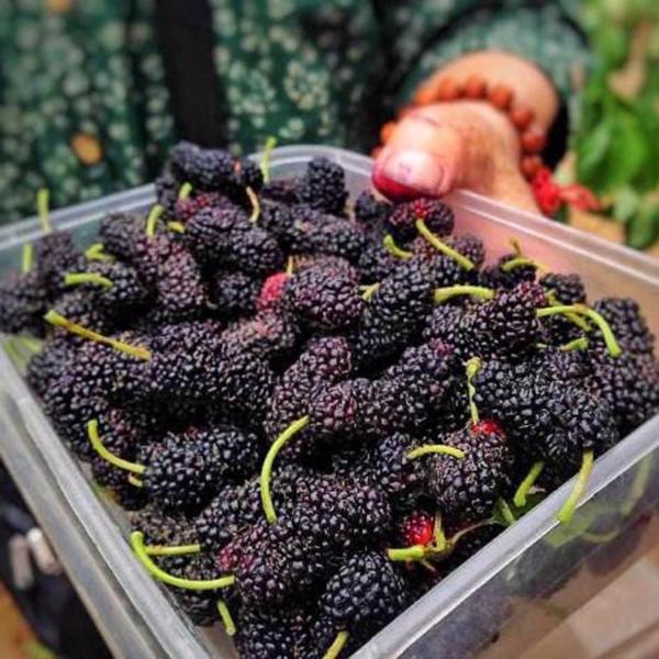 Jumbo Thornless Blackberry Seeds