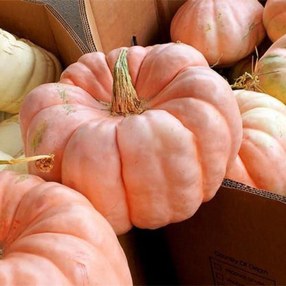 Pink Pumpkin Seeds For Unique Gardens