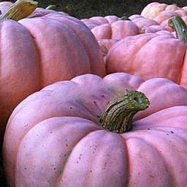 Pink Pumpkin Seeds For Unique Gardens