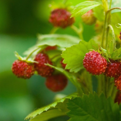 Wild Strawberry Heirloom Seeds