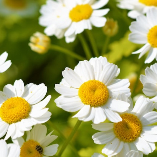 Feverfew Heirloom Herb Seeds