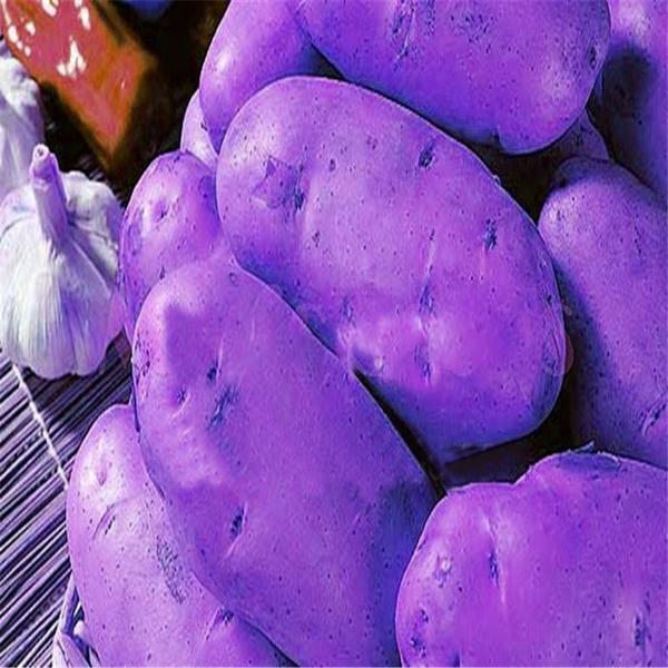 Purple Potato Vegetable Seeds 120 Pack