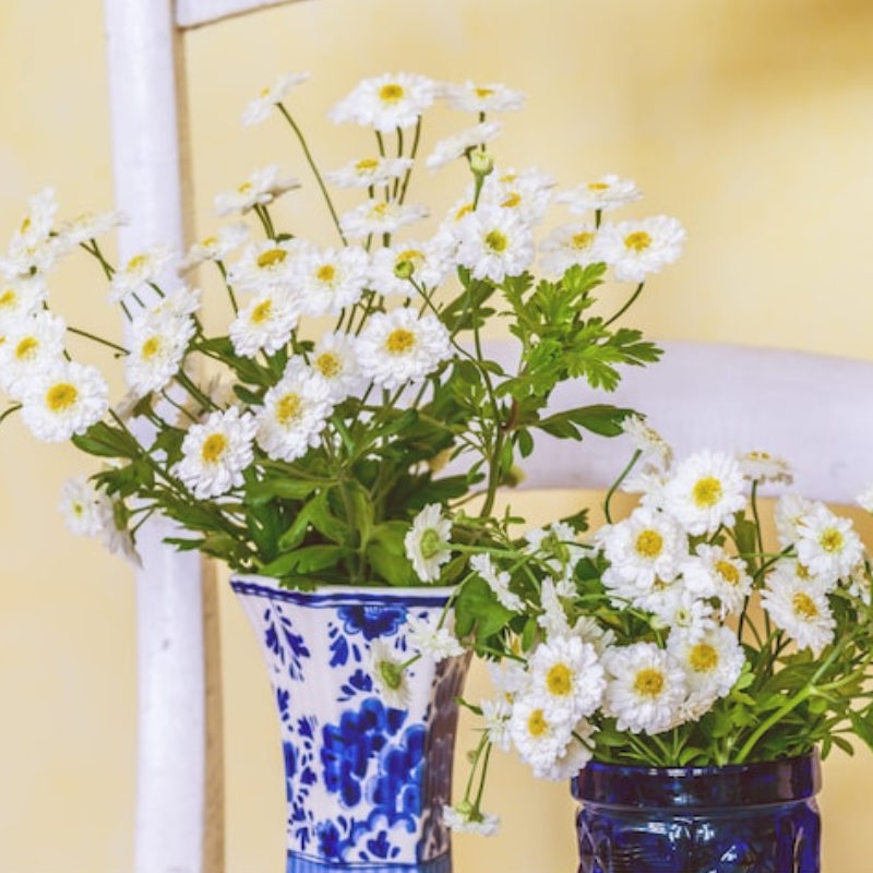 Feverfew Heirloom Herb Seeds