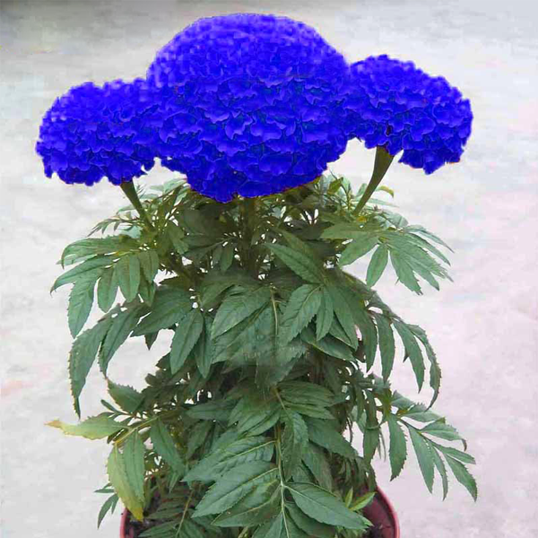 Blue Chrysanthemum Marigold Seeds