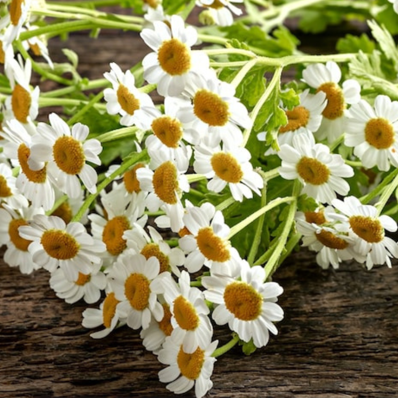 Feverfew Heirloom Herb Seeds