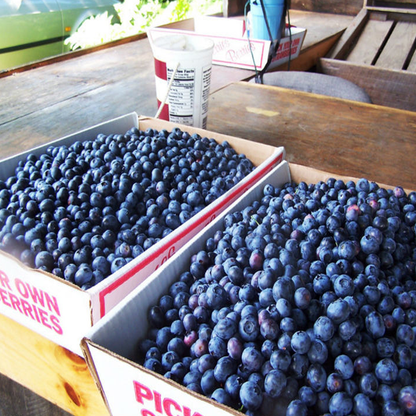 Giant Blueberry Seeds