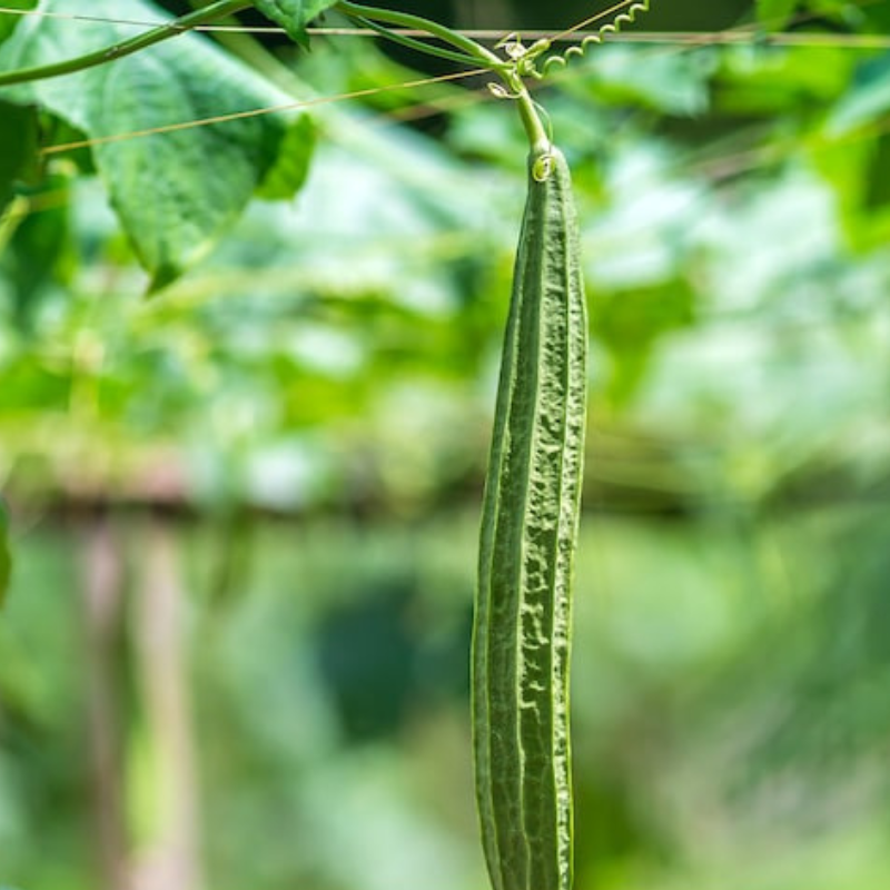 Luffa Ridge Gourd Heirloom Seeds