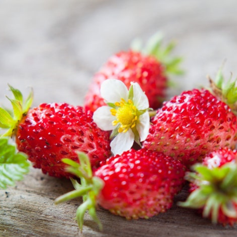 Wild Strawberry Heirloom Seeds