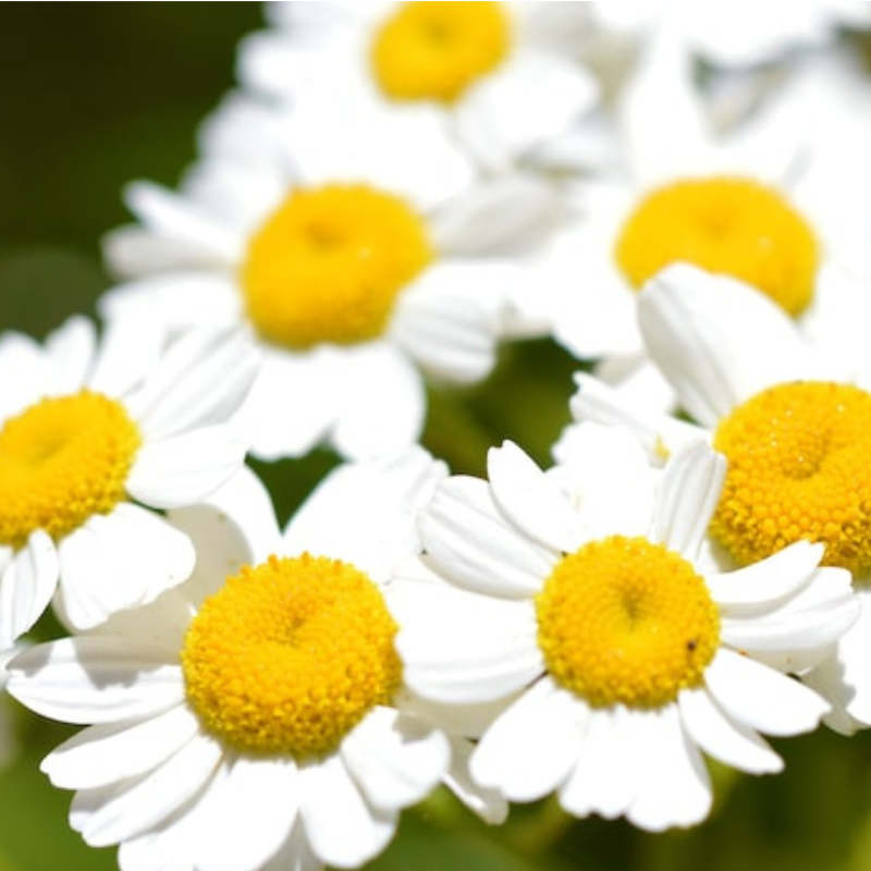 Feverfew Heirloom Herb Seeds