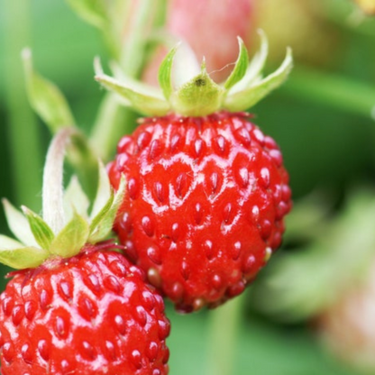 Wild Strawberry Heirloom Seeds