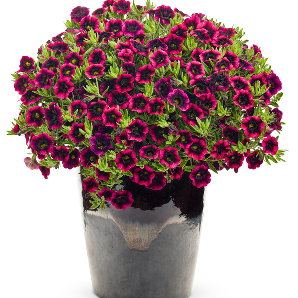 Blackberry Punch Calibrachoa Seeds