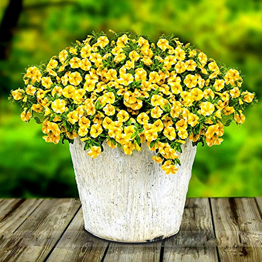 Lemon Slice Calibrachoa Petunia Seeds