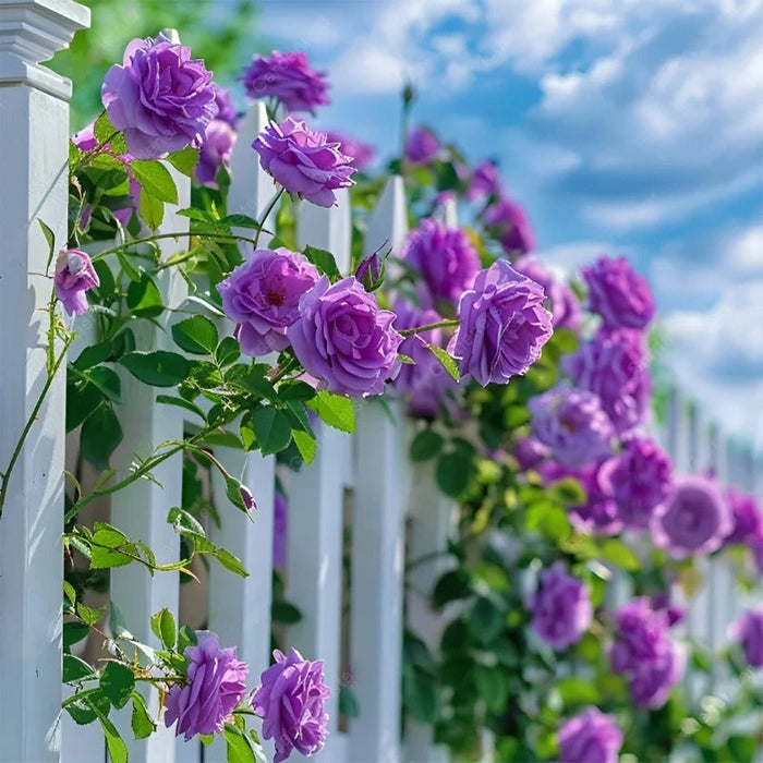 Botanical Climbing Rose Seeds