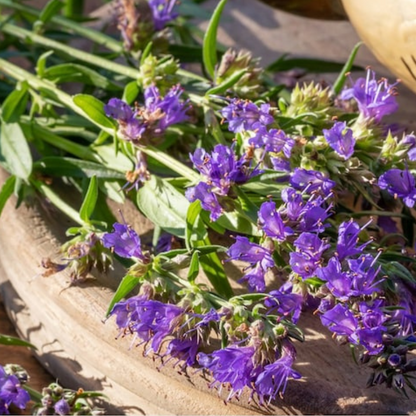 Anise Hyssop Flower Herb Heirloom Seeds