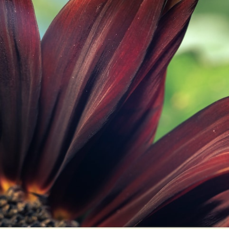 Chocolate Cherry Sunflower Seeds