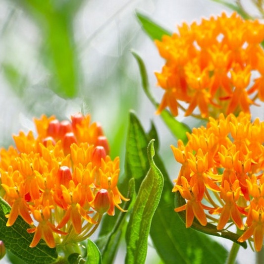 Butterfly Milkweed Seeds