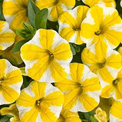 Lemon Slice Calibrachoa Petunia Seeds