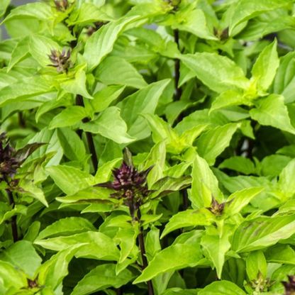 Holy Basil Tulsi Heirloom Herb Seeds