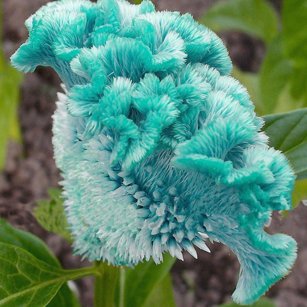 Turquoise Green Cockscomb Celosia Seeds