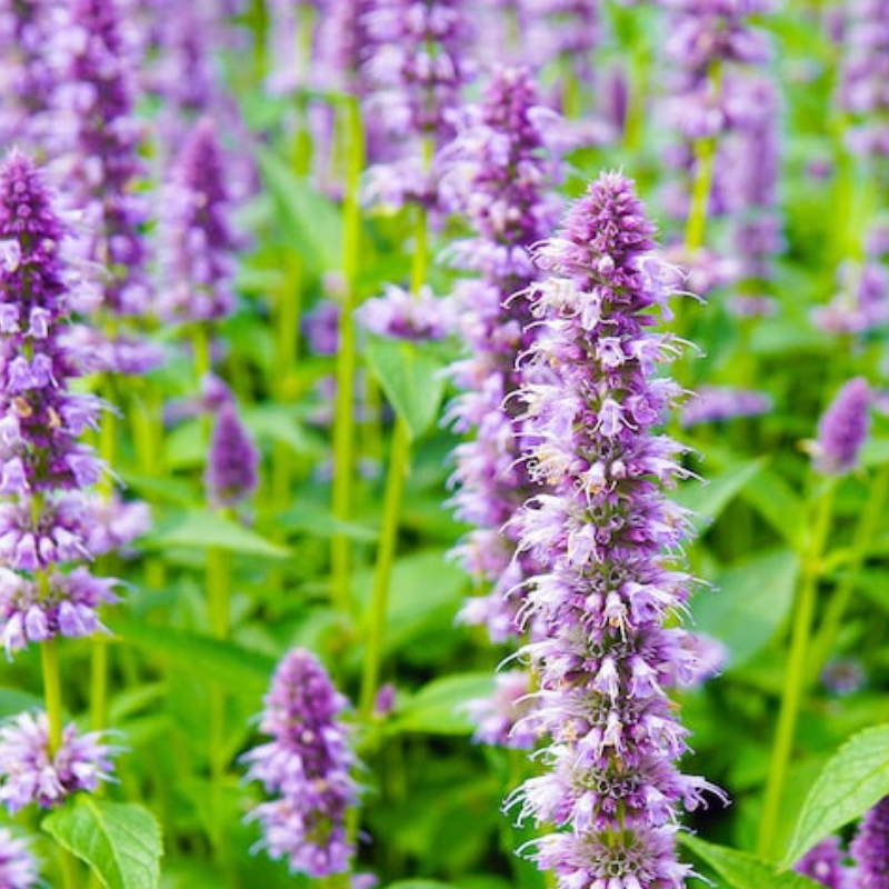 Anise Hyssop Flower Herb Heirloom Seeds