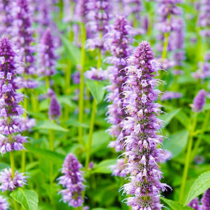 Anise Hyssop Flower Herb Heirloom Seeds