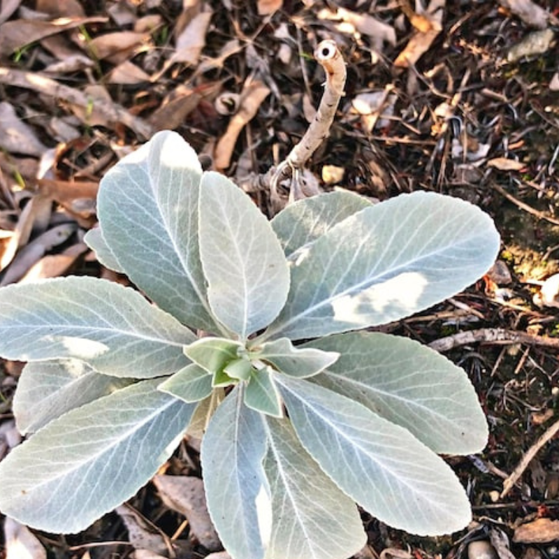 White Sage Seeds Heirloom