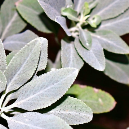 White Sage Seeds Heirloom