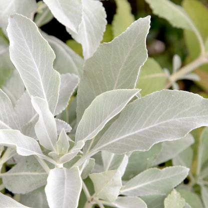 White Sage Seeds Heirloom