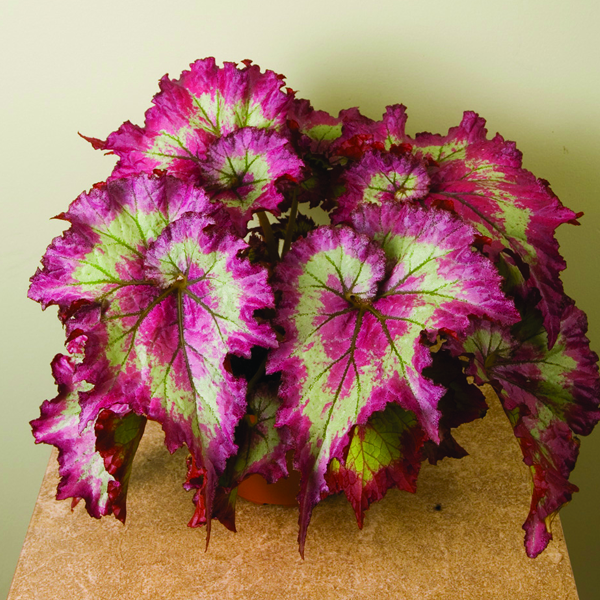 Pink Green Coleus Indoor Flower Seeds 100 Pack