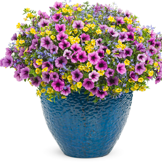 Calibrachoa Petunia Flower Seeds