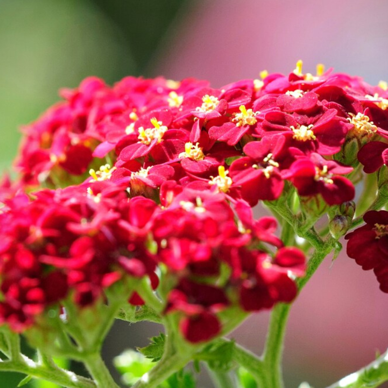 Red Yarrow Heirloom Seeds