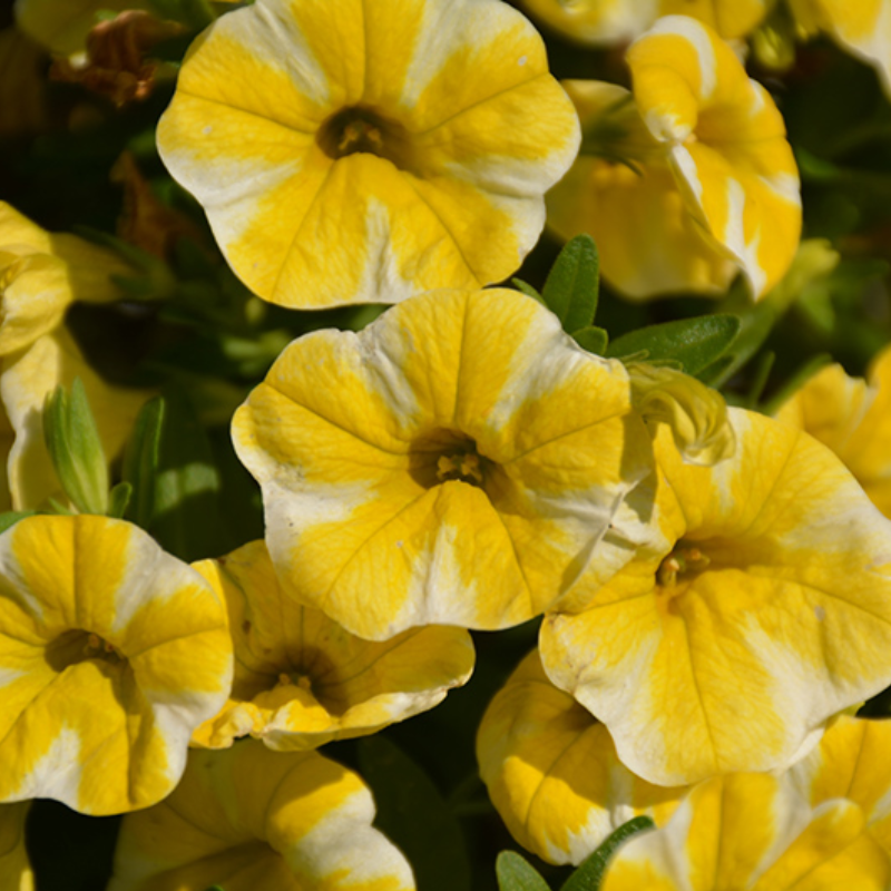 Lemon Slice Calibrachoa Petunia Seeds