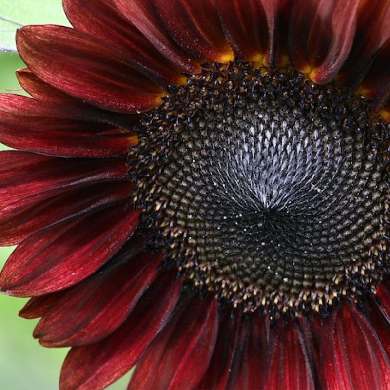 Chocolate Cherry Sunflower Seeds