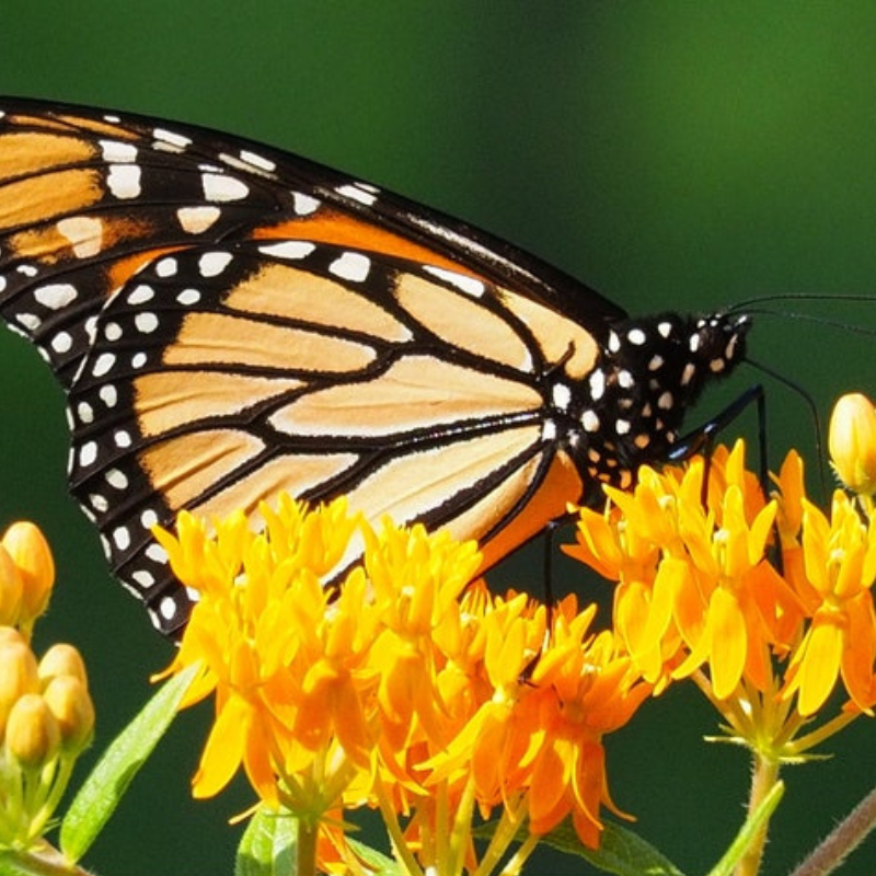 Butterfly Milkweed Seeds